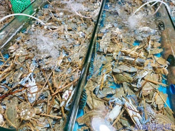 泸深投 开海一周，防城港海鲜价格如何？