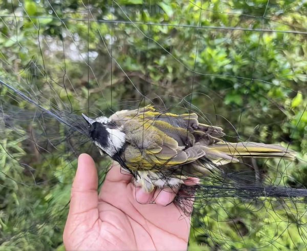 慧仁策略 江门开平发现12张捕鸟天网，二级保护动物黑翅鸢死亡，林业局回应：已处理，会加强巡护